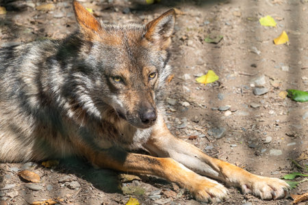 A closeups shot of a jackal lying on the sandy ground. Jackal resting on rocky ground on a summer...