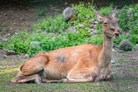 Red deer female resting on the ground. Cute deer femaleの写真素材