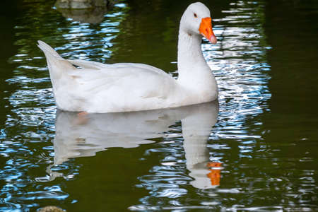 Domesticated grey goose, Anser cygnoides domesticus, swims in a lake with green water. Domesticated grey goose, greylag goose or white gooseの写真素材
