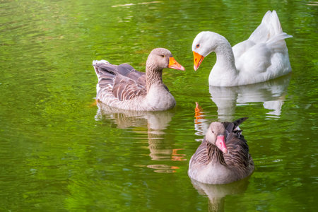 Three geese - two gray and one white - swim in the lake with green water. The greylag goose Anser...
