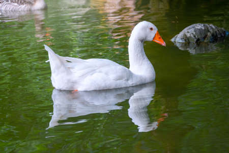 Domesticated gray goose, Anser cygnoides domesticus, swims in a lake with green water. Domesticated gray goose, greylag goose or white gooseの写真素材