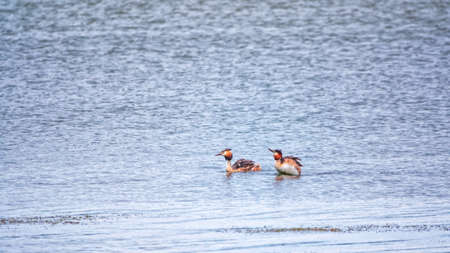 Two waterfowl birds Great Crested Grebes swim in the lake. The great crested grebe, Podiceps cristatus, is a member of the grebe family of water birds.の写真素材