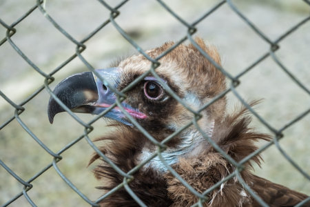 The bird of prey, black vulture, monk vulture, or Eurasian black vulture, sits in the aviary. The...