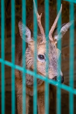 The roe deer with horns looks through the grating of the aviary. The European roe deer, lat. Capreolus capreolus, also known as the western roe deer, chevreuil, or simply roe deer.の写真素材