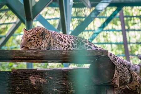 Caucasian leopard resting in an aviary. The leopard resting in the shadow of an aviary. The Persian leopard, also known as the Caucasian leopard, lat. Panthera pardus ciscaucasicaの写真素材