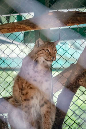 The Eurasian lynx resting in an aviary. The Eurasian lynx, lat. Lynx lynx, is a medium-sized wild cat occurring from Europe to Central Asia and Siberia.の写真素材