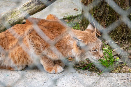 The Eurasian lynx resting in an aviary. The Eurasian lynx, lat. Lynx lynx, is a medium-sized wild cat occurring from Europe to Central Asia and Siberia.の写真素材