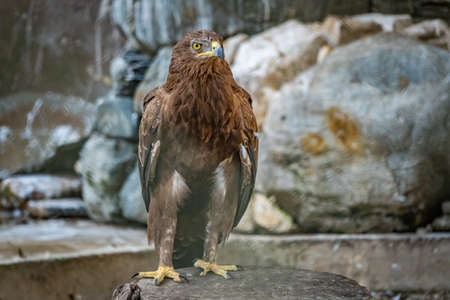 The bird of prey, Steppe Eagle proudly sits in the aviary and looks closely. Aquila nipalensisの写真素材