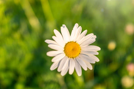 White and yellow daisy flowers on a green blurred background. Matricaria chamomilla, syn. Matricaria recutitaの写真素材