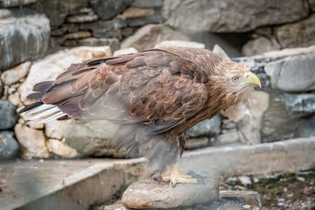 The bird of prey, Steppe Eagle proudly sits in the aviary and looks closely. Aquila nipalensisの写真素材