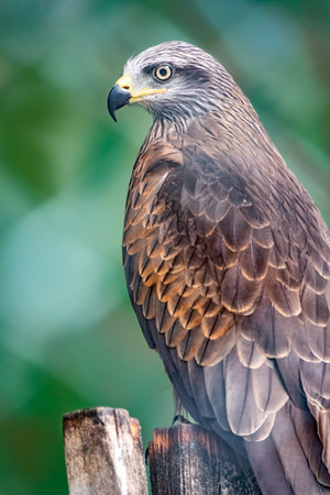 The common buzzard bird of prey sits on branch in the aviary. The common buzzard, Buteo buteo, is a...