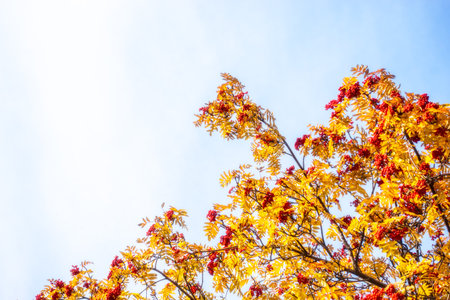 A bunch of red rowan in autumn leaves. Autumn rowan berries in gold leaves