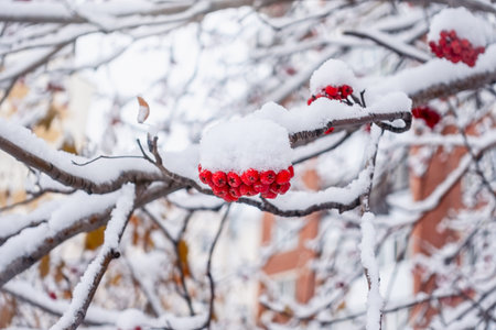 Red Rowan Berries Covered With Fresh Snow. Winter Background