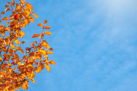 Apple tree branches with yellow leaves in autumn against a blue sky. Bright yellow and orange autumn leaves of Apple tree.の写真素材
