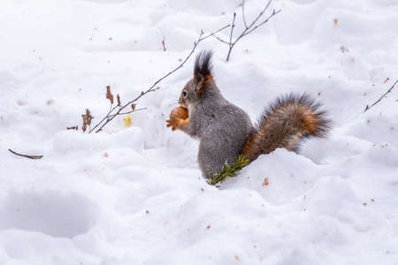 The squirrel sits on white snow with nut in winter. Eurasian red squirrel, Sciurus vulgaris. Copy space backgroundの写真素材