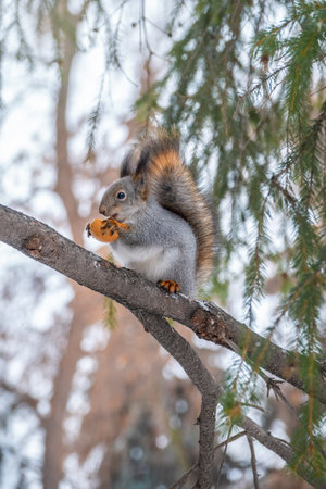 The squirrel with nut sits on a fir branches in the winter or autumn. Eurasian red squirrel, Sciurus...
