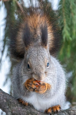 The squirrel with nut sits on a fir branches in the winter or autumn. Eurasian red squirrel, Sciurus vulgarisの写真素材