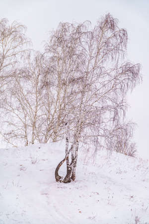 Young birches in snow in the winter forest. Winter Forest backgroundの写真素材