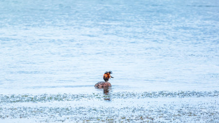 The waterfowl bird Great Crested Grebe swimming in the calm lake. The great crested grebe, Podiceps cristatus, is a member of the grebe family of water birds.の写真素材