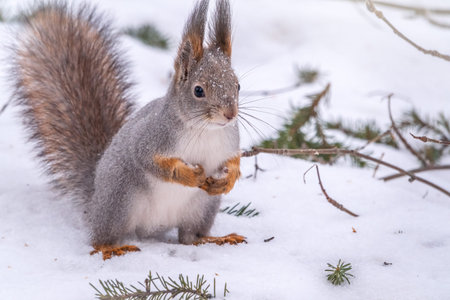 The squirrel sits on white snow in winter. Eurasian red squirrel, Sciurus vulgaris. Copy space...
