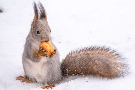 The squirrel sits on white snow with nut in winter. Eurasian red squirrel, Sciurus vulgaris. Copy space backgroundの写真素材