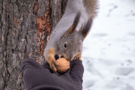 The squirrel with nut sits on a fir branches in the winter or autumn. Eurasian red squirrel, Sciurus vulgarisの写真素材