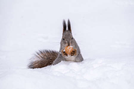 The squirrel sits on white snow with nut in winter. Eurasian red squirrel, Sciurus vulgaris. Copy space backgroundの写真素材