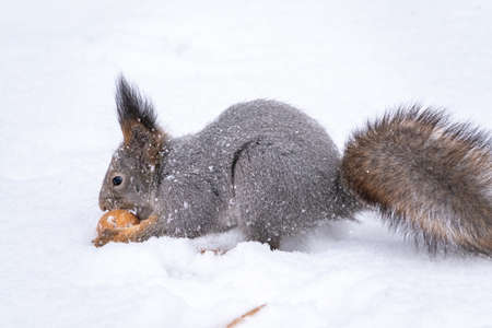 The squirrel sits on white snow with nut in winter. Eurasian red squirrel, Sciurus vulgaris. Copy space backgroundの写真素材