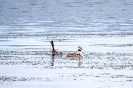 Mating games of two water birds Great Crested Grebes. Two waterfowl birds Great Crested Grebes swim...