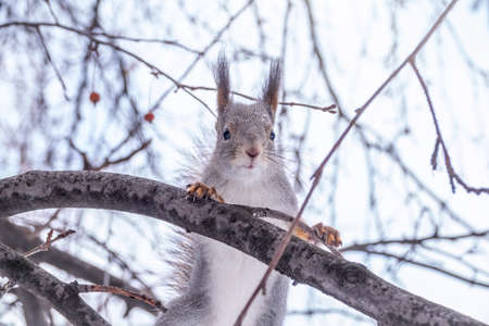 The squirrel sits on a branches without leaves in the winter or autumn. Eurasian red squirrel, Sciurus vulgarisの写真素材