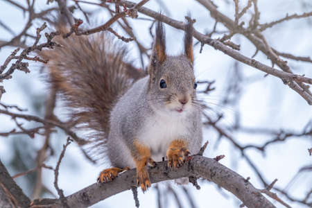 The squirrel sits on a branches without leaves in the winter or autumn. Eurasian red squirrel, Sciurus vulgarisの写真素材