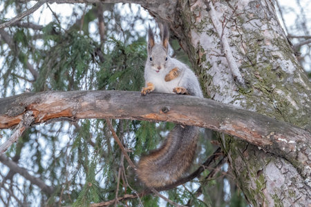 The squirrel sits on a fir branches in the winter or autumn. Eurasian red squirrel, Sciurus vulgarisの写真素材