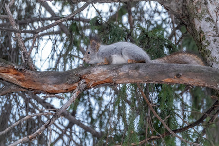 The squirrel sits on a fir branches in the winter or autumn. Eurasian red squirrel, Sciurus vulgarisの写真素材