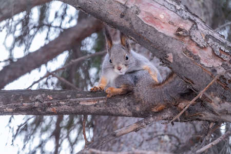 The squirrel sits on a fir branches in the winter or autumn. Eurasian red squirrel, Sciurus vulgarisの写真素材