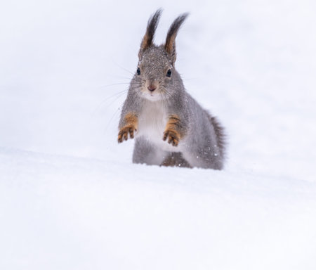 Squirrel quickly runs through the white snow in winter forest. Eurasian red squirrel, Sciurus vulgarisの写真素材