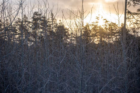 Young trees without leaves in the winter forest at sunrise Winter Forest backgroundの写真素材