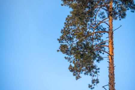 Pine tree against the blue sky. Tree branches during sunny day.の写真素材