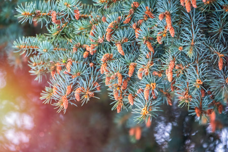 Green spruce branches in winter with new cones. Branches of fir tree as background, closeup....