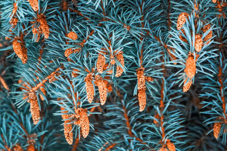 Green spruce branches in winter with new cones. Branches of fir tree as background, closeup. Christmas backgroundの写真素材