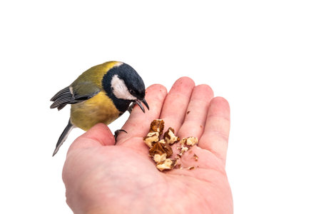 The tit eats nuts from a palm, isolated on white background. A tit bird sitting on the hand and...
