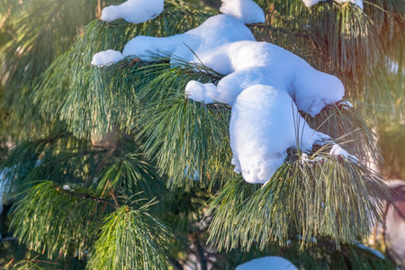 Cedar branches with long fluffy needles covered with snow with a beautiful blurry background. Pinus...