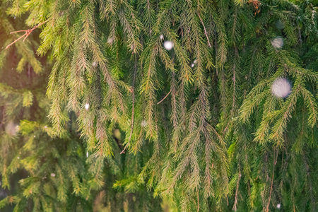 Green fir branches in winter during snowfall at sunset. Branches of fir tree as background, closeup....