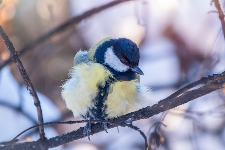 Cute bird Great tit, songbird sitting on a branch without leaves in the autumn or winter. Parus...