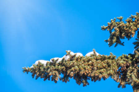 Green spruce branches with needles and cones against a blue sky in winter. Many cones on spruce. Fir tree. Background image with copy space.の写真素材