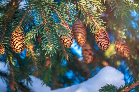 Green spruce branches in winter with cones. Branches of fir tree as background, closeup. Christmas...