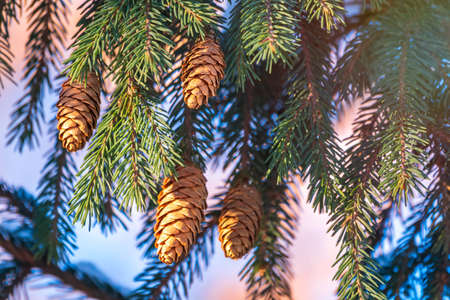 Green spruce branches in winter with cones. Branches of fir tree as background, closeup. Christmas backgroundの写真素材