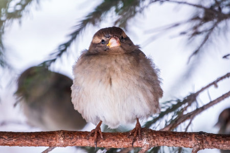 Sparrow sits on a branch without leaves. Sparrow on a branch in the autumn or winter