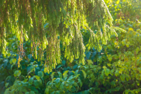 Larch branches in autumn on green and yellow leaves background. Autumn natural backgroundの写真素材