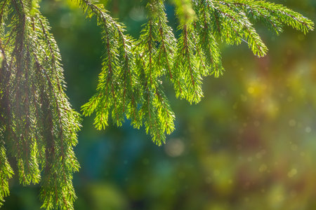 Larch branches in autumn on green and yellow leaves background. Autumn natural backgroundの写真素材