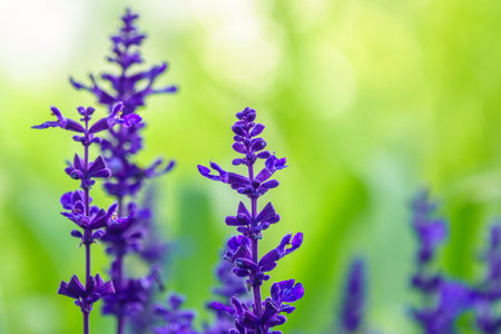 Blue Salvia farinacea flowers, or Mealy Cup Sage. A beautiful, brightly colored and eye-catching, full blooming purple flowers, bunch into long bouquet on green background, close-up, natural sunlightの写真素材